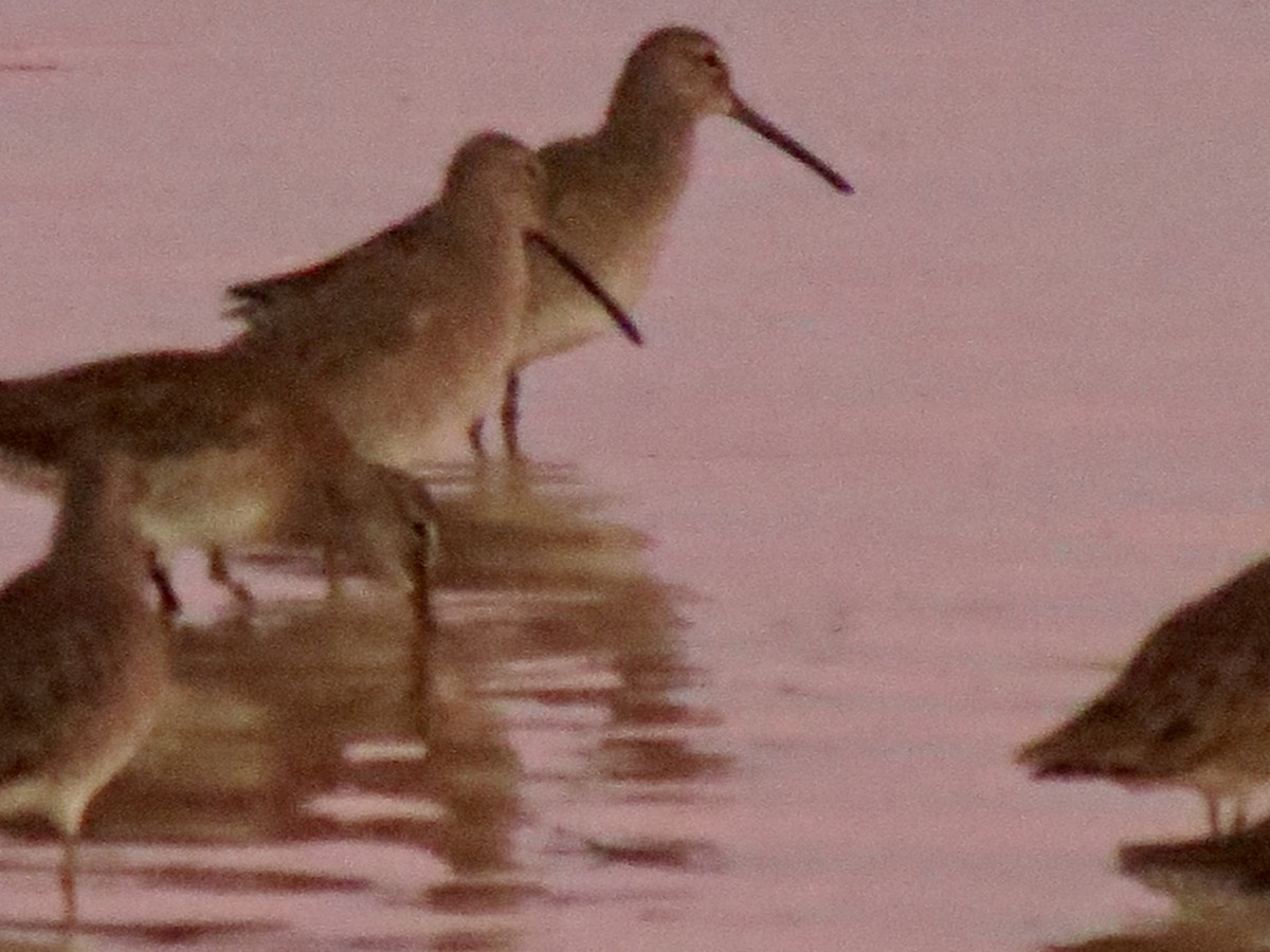 Long-billed Dowitcher - ML646950014