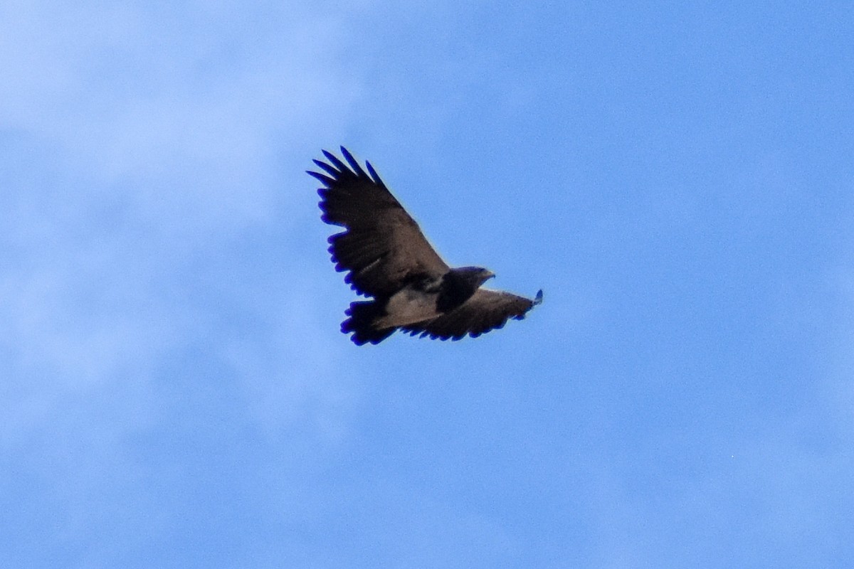 Black-chested Buzzard-Eagle - ML646950015