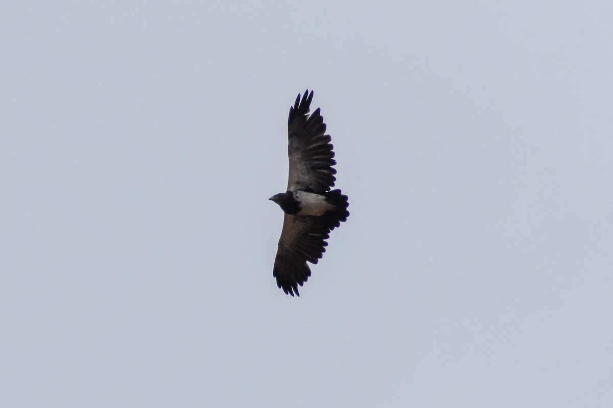 Black-chested Buzzard-Eagle - ML646950016