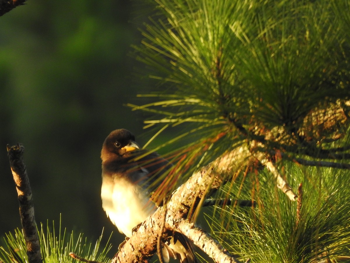 Brown Jay - ML646950017