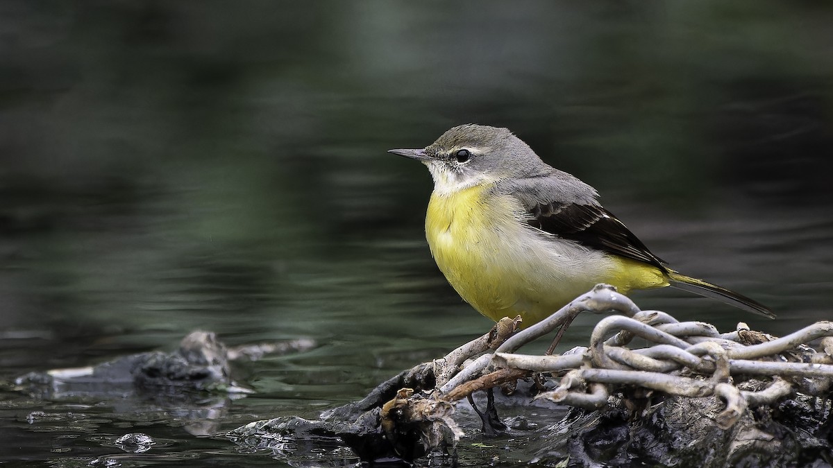 Gray Wagtail - ML646950018