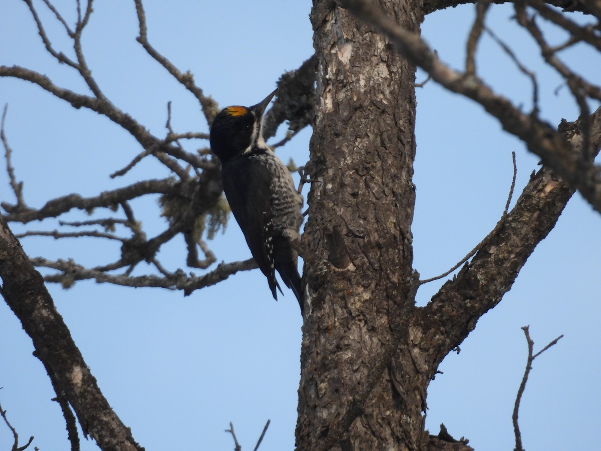 Black-backed Woodpecker - ML646950019