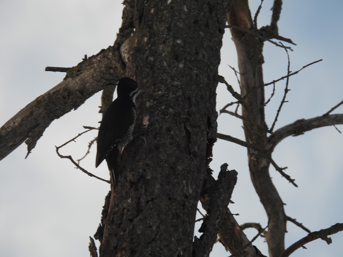 Black-backed Woodpecker - ML646950020