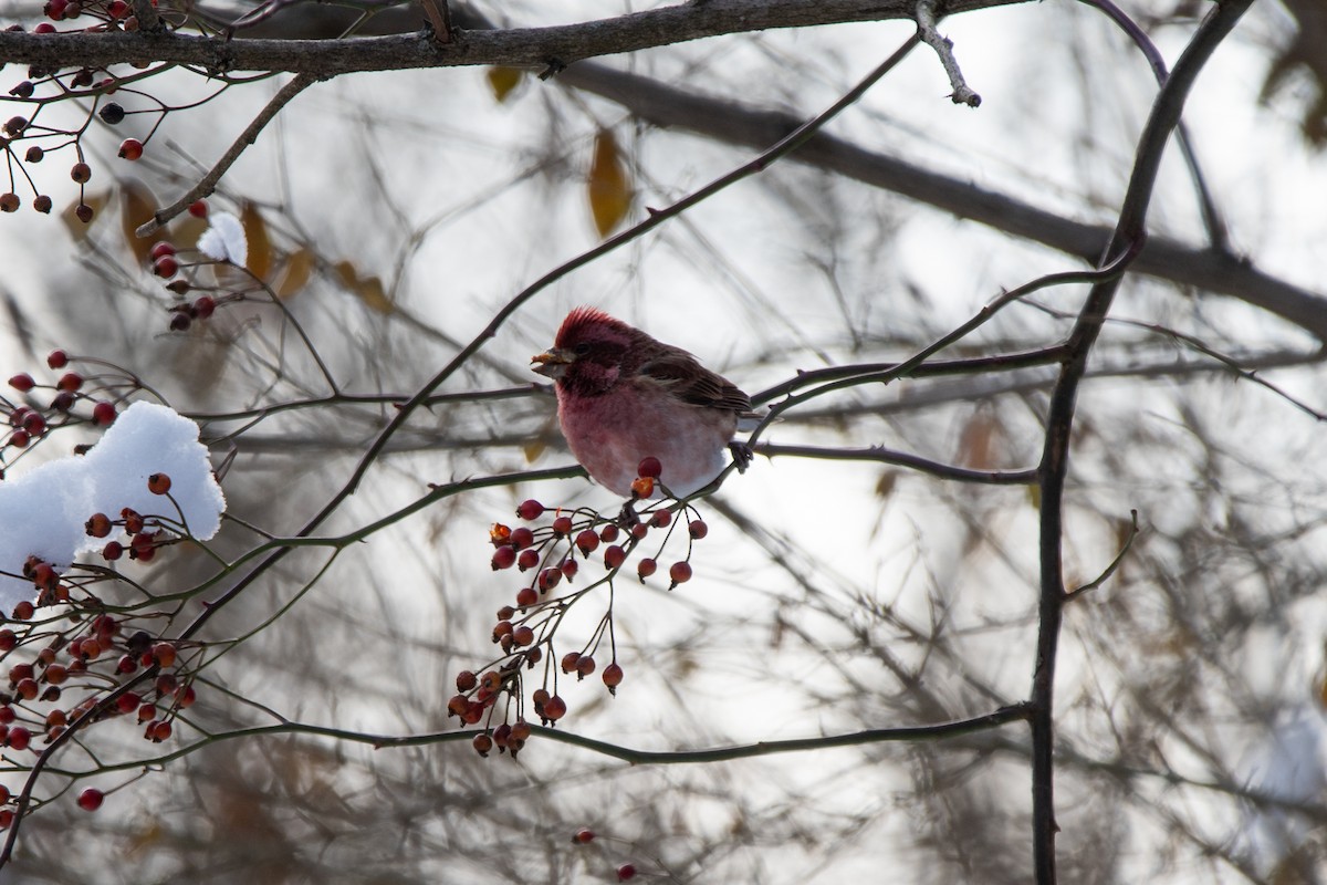 Purple Finch - ML646950023
