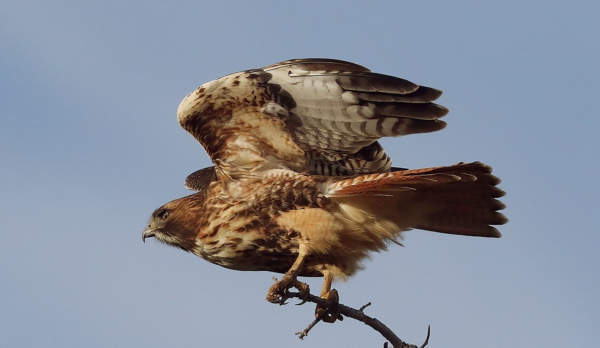 Buse à queue rousse - ML646950024