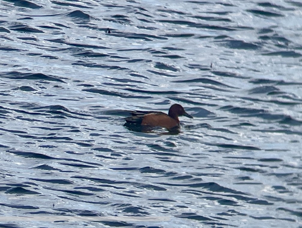 Cinnamon Teal - ML646950029