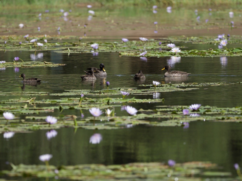 Sarı Gagalı Ördek - ML646950031