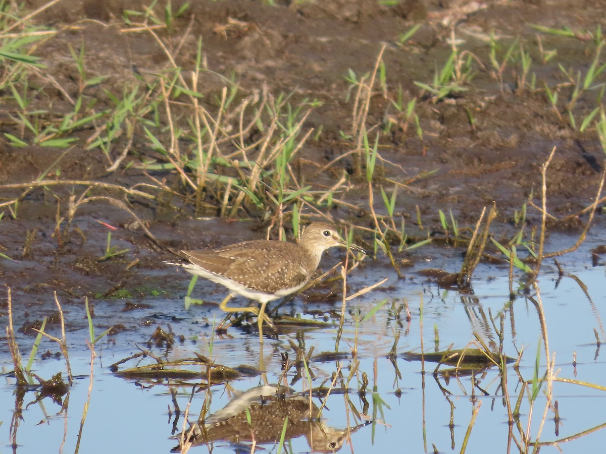 Solitary Sandpiper - ML646950032