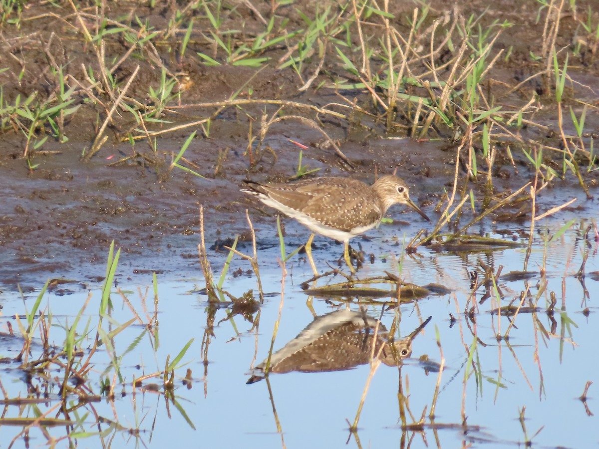 Solitary Sandpiper - ML646950033