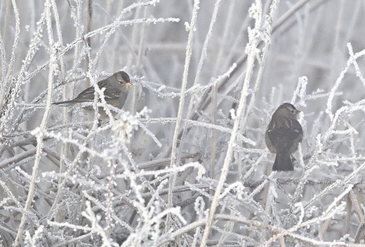 strnadec bělopásý - ML646950035
