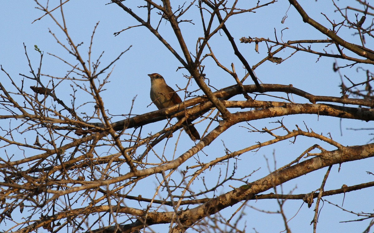 Rufous-fronted Thornbird - ML646950037