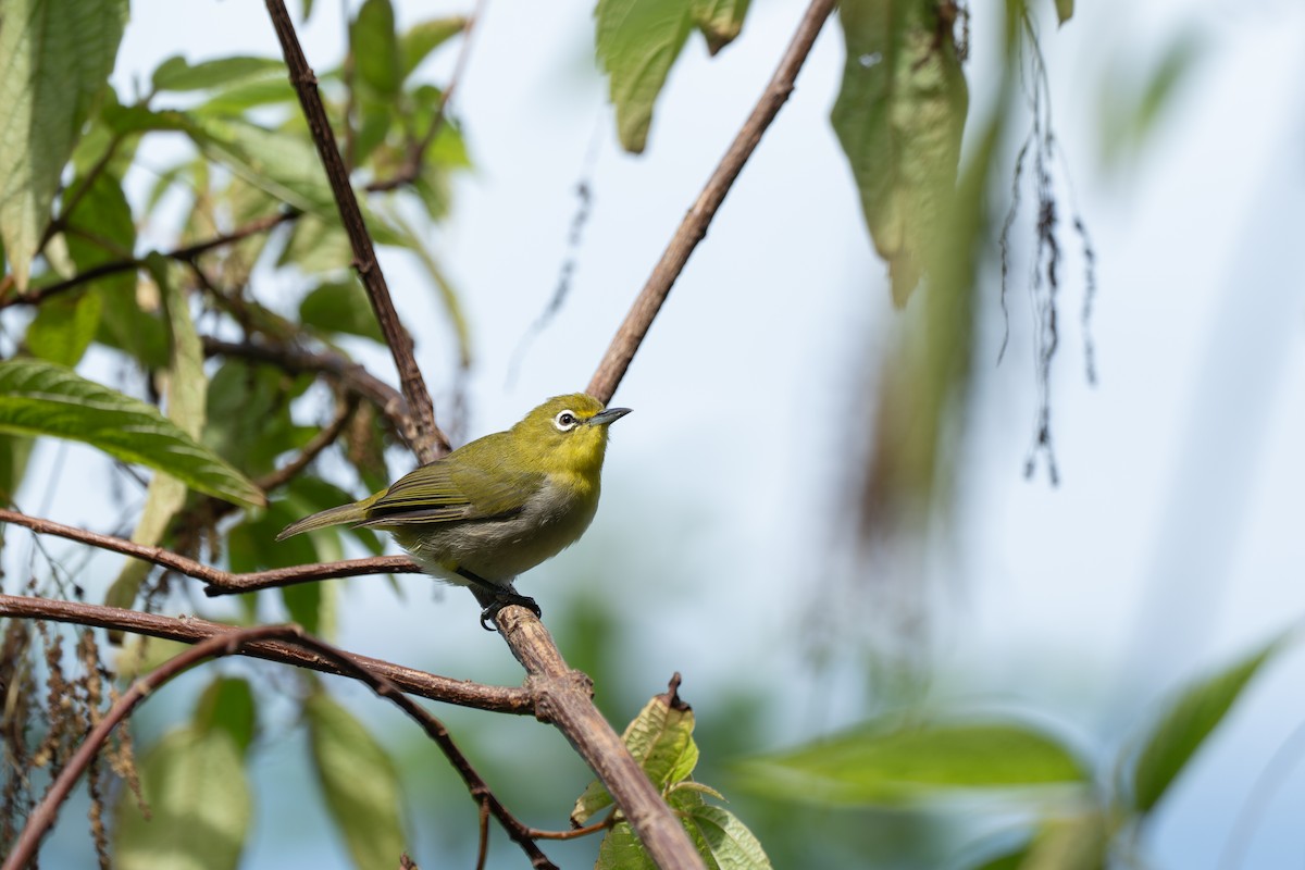 Японская белоглазка - ML646950043