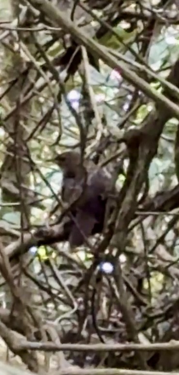 Rufous Scrub-bird - ML646950060