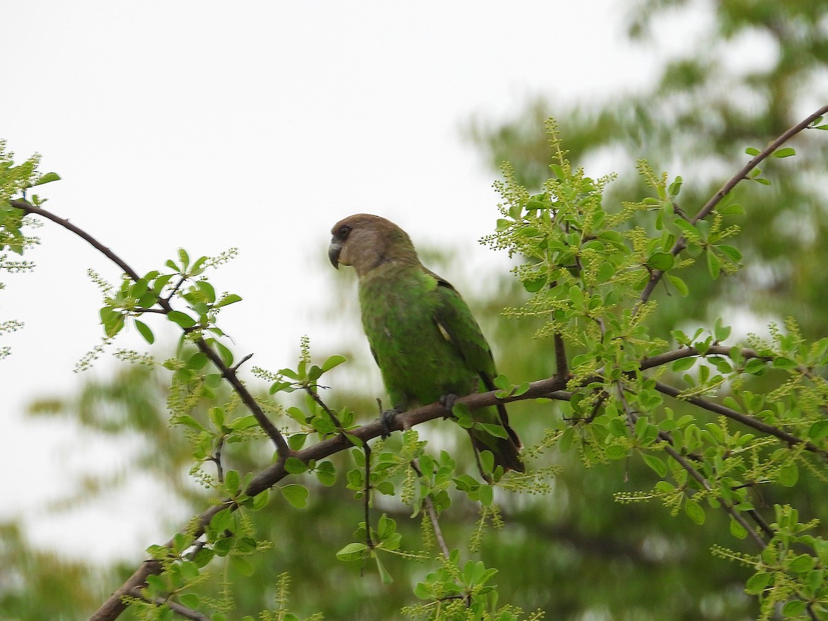 Boz Başlı Papağan - ML646950061