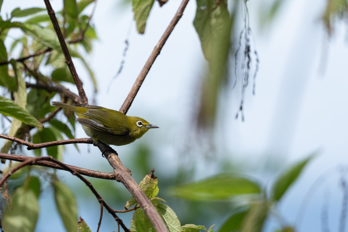 Японская белоглазка - ML646950062