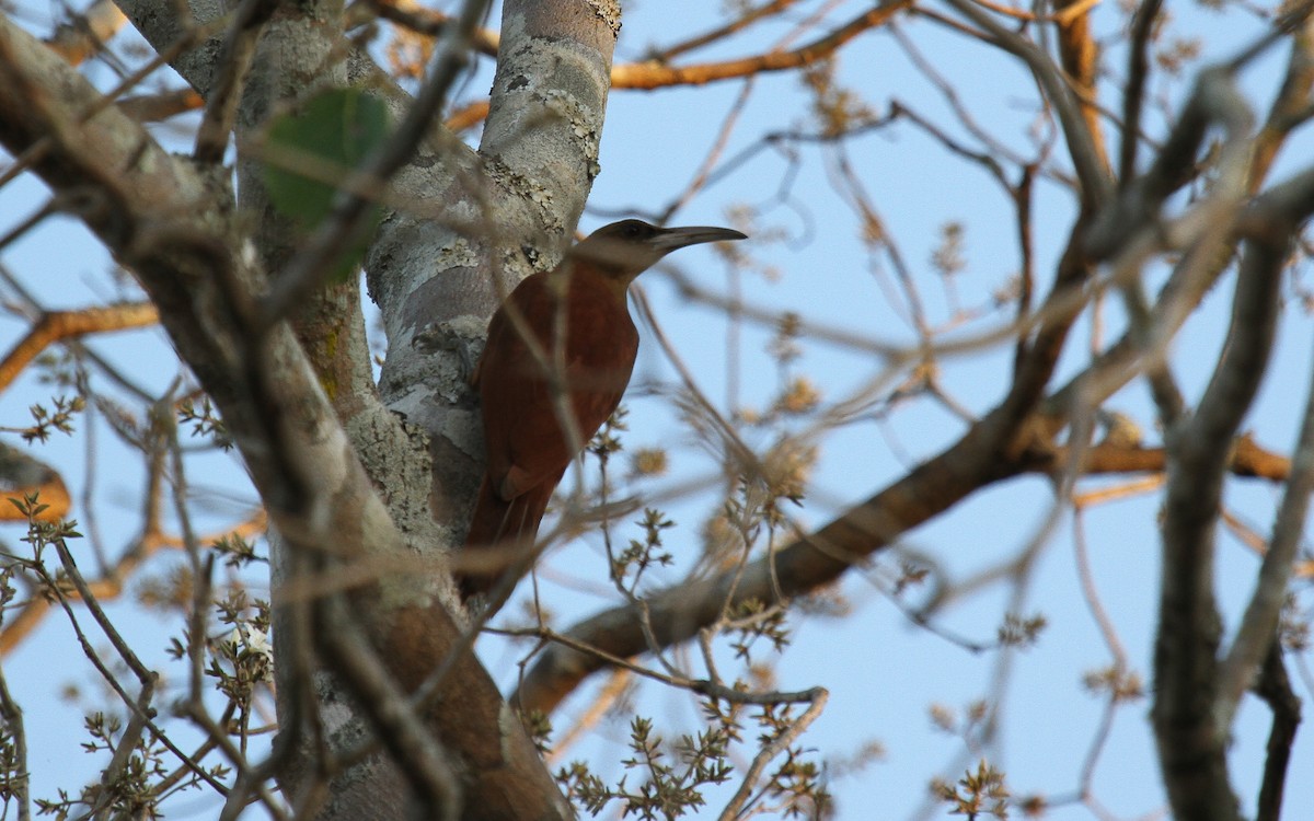 Great Rufous Woodcreeper - ML646950065
