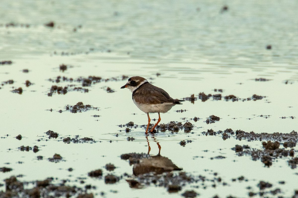 Semipalmated Plover - ML646950067