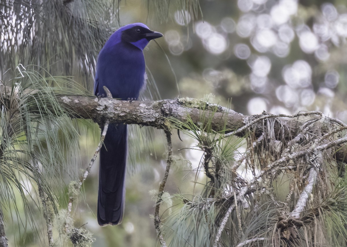 Гагер світлогорлий - ML646950068