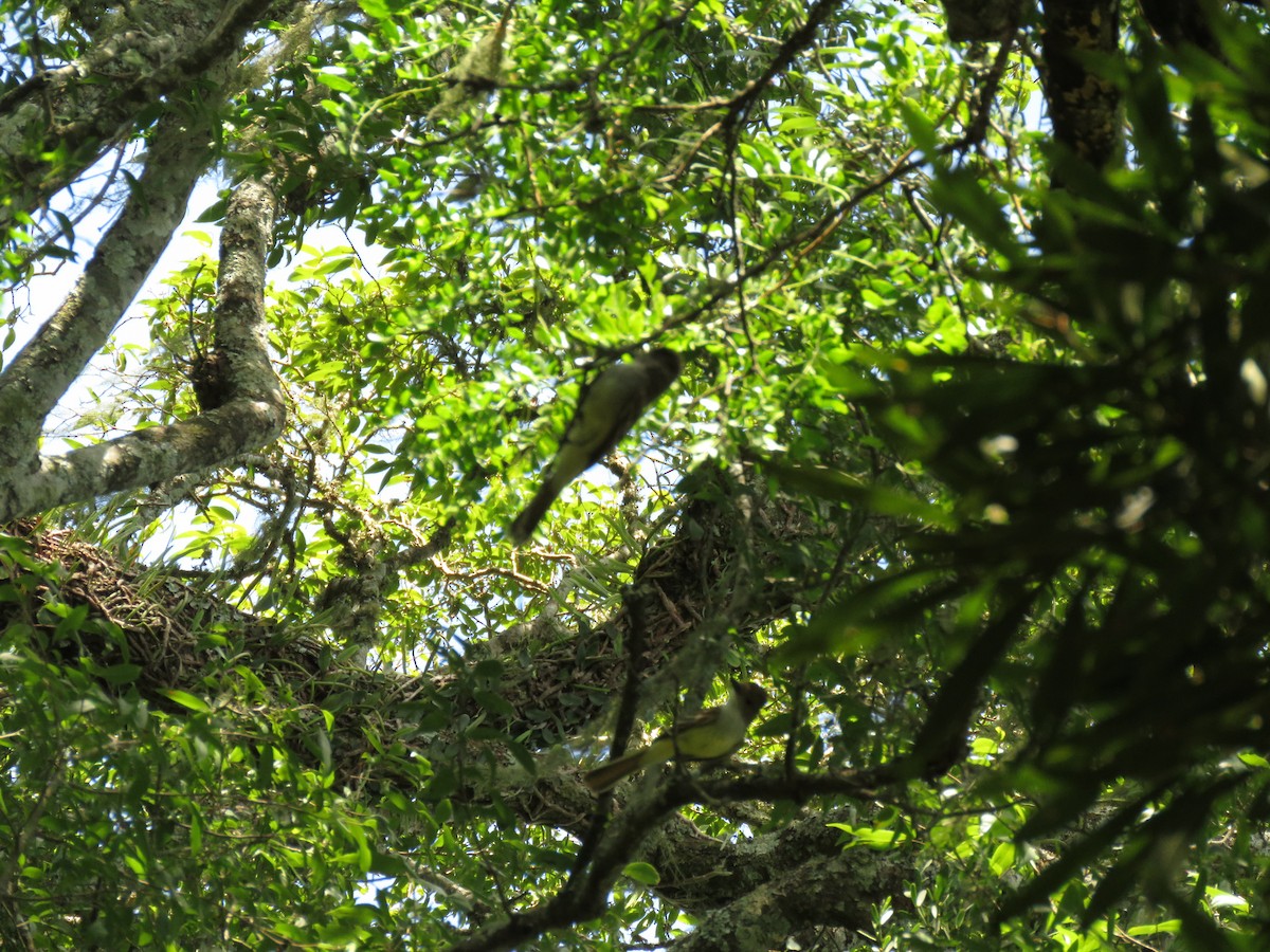 Copetón Tiranillo - ML646950069