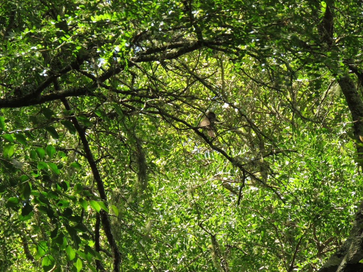 Copetón Tiranillo - ML646950070