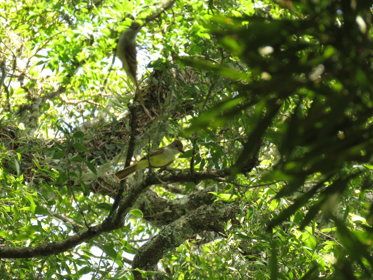 Copetón Tiranillo - ML646950071