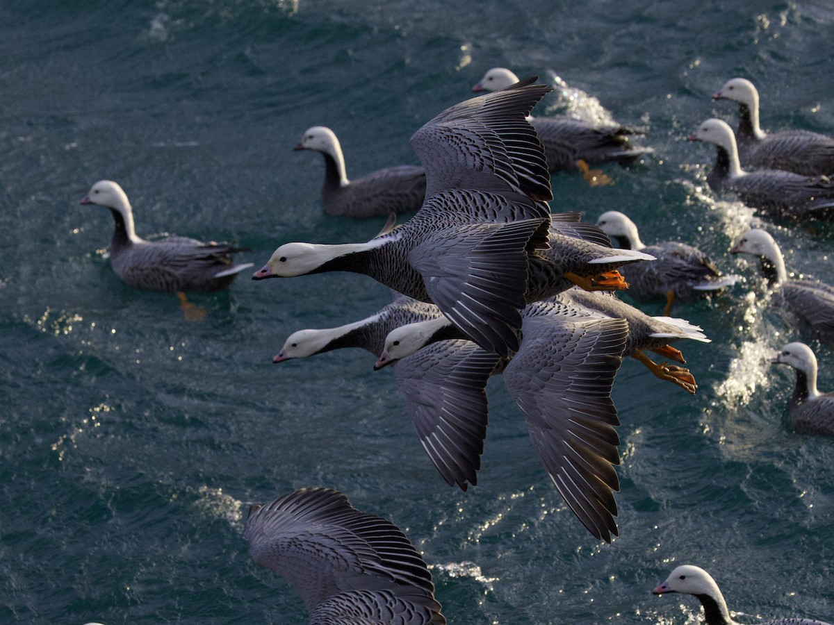 Emperor Goose - ML646950073