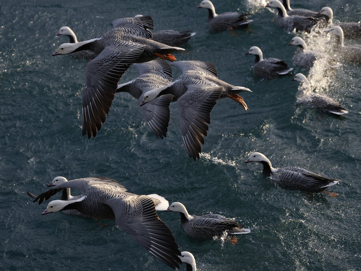 Emperor Goose - ML646950074