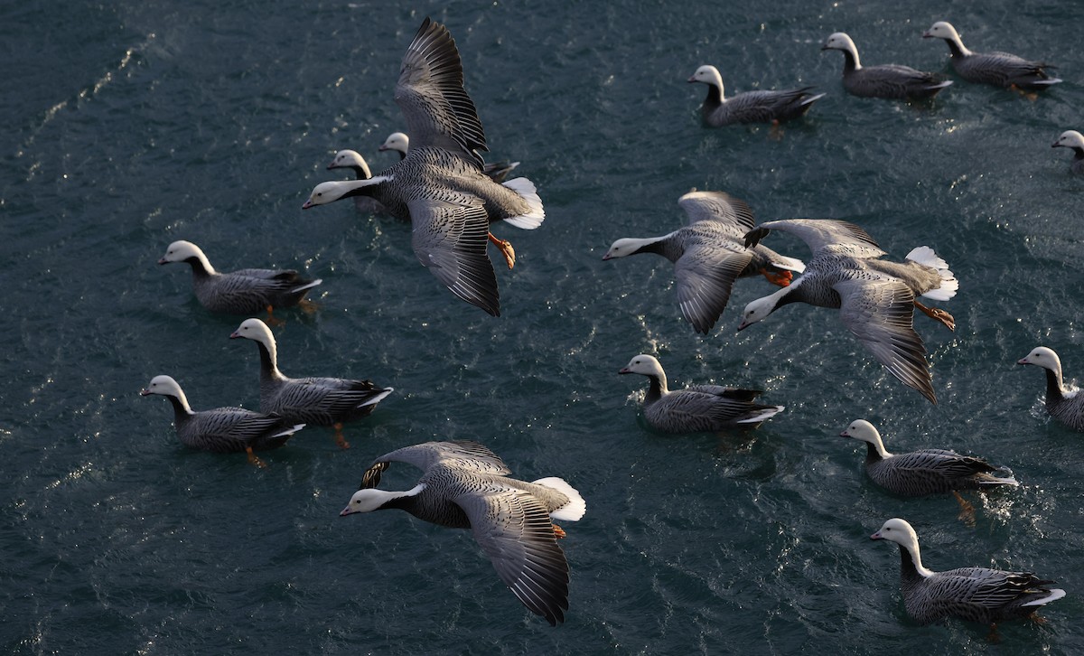 Emperor Goose - ML646950075