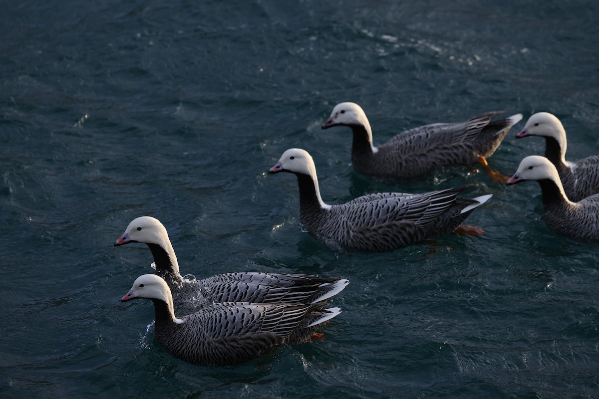 Emperor Goose - ML646950076