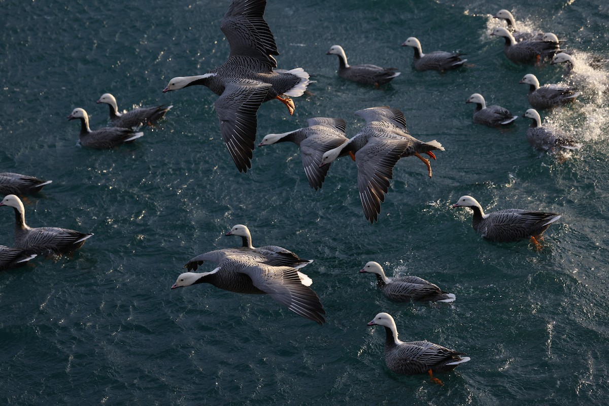 Emperor Goose - ML646950077