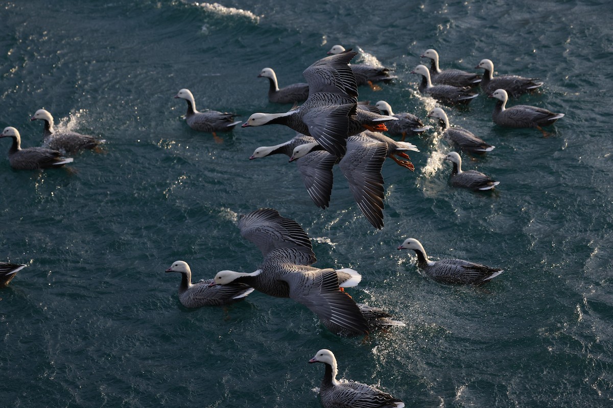 Emperor Goose - ML646950078