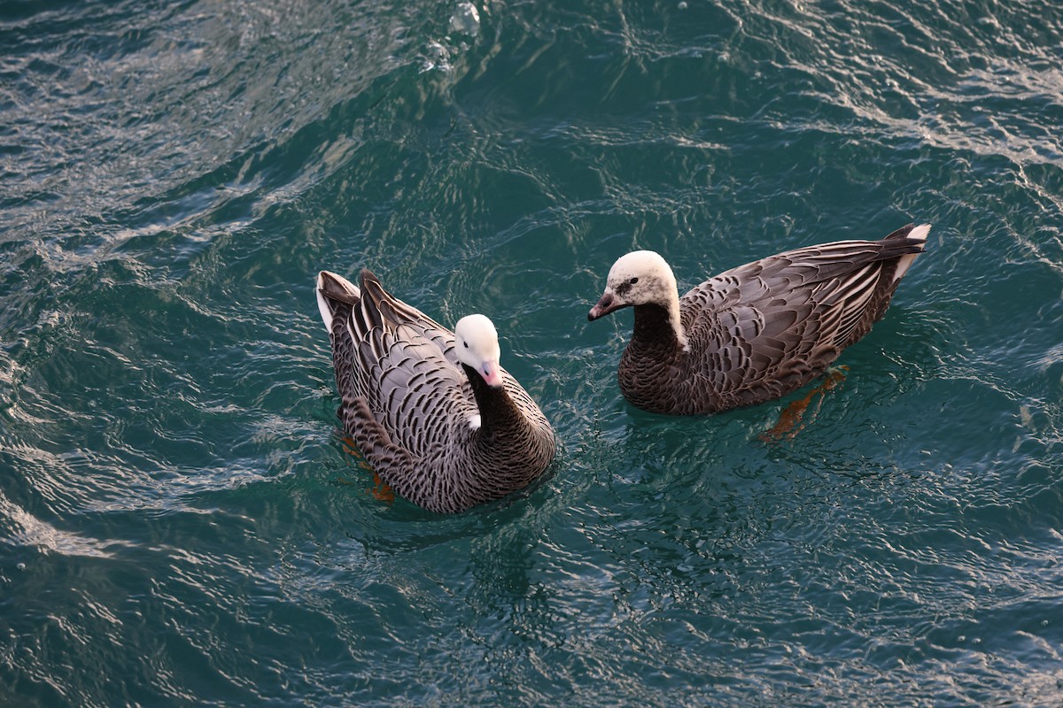 Emperor Goose - ML646950079