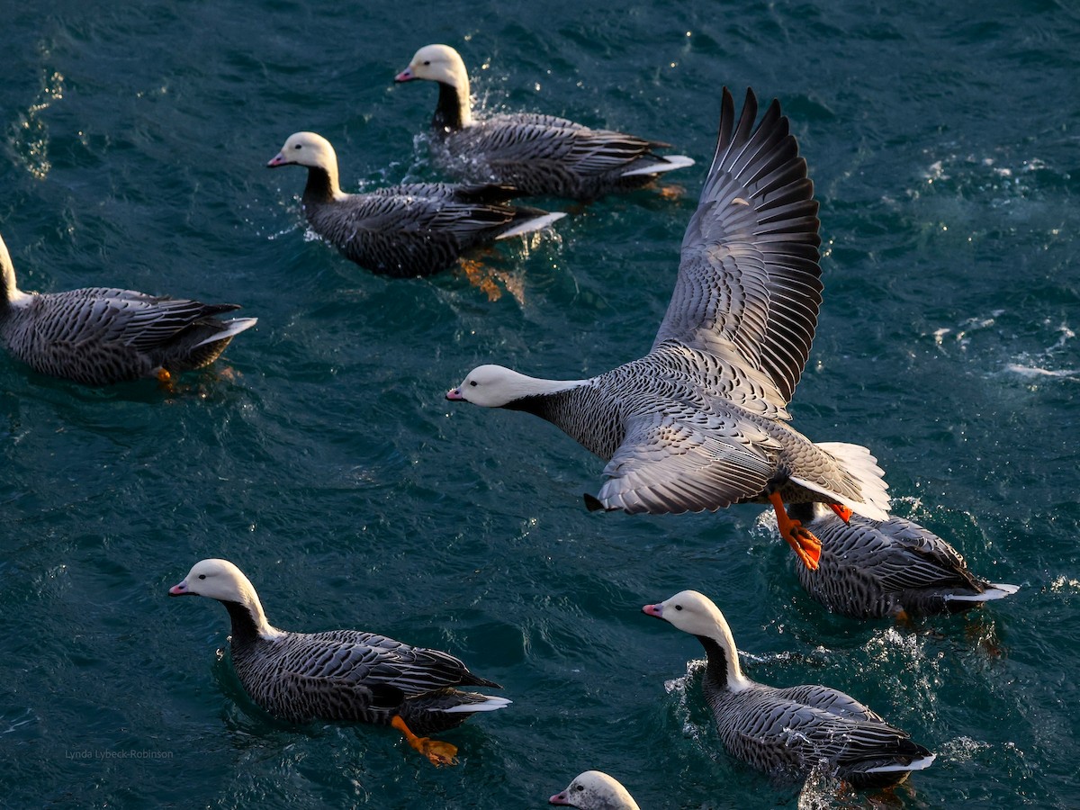 Emperor Goose - ML646950080