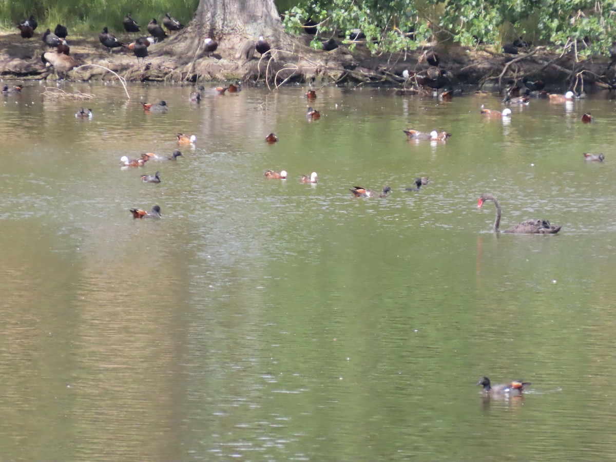 Paradiesgans - ML646950081