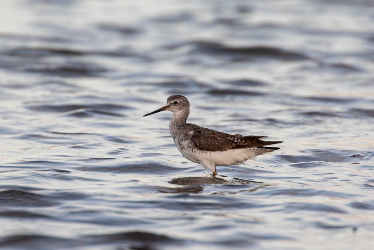 Lesser Yellowlegs - ML646950082