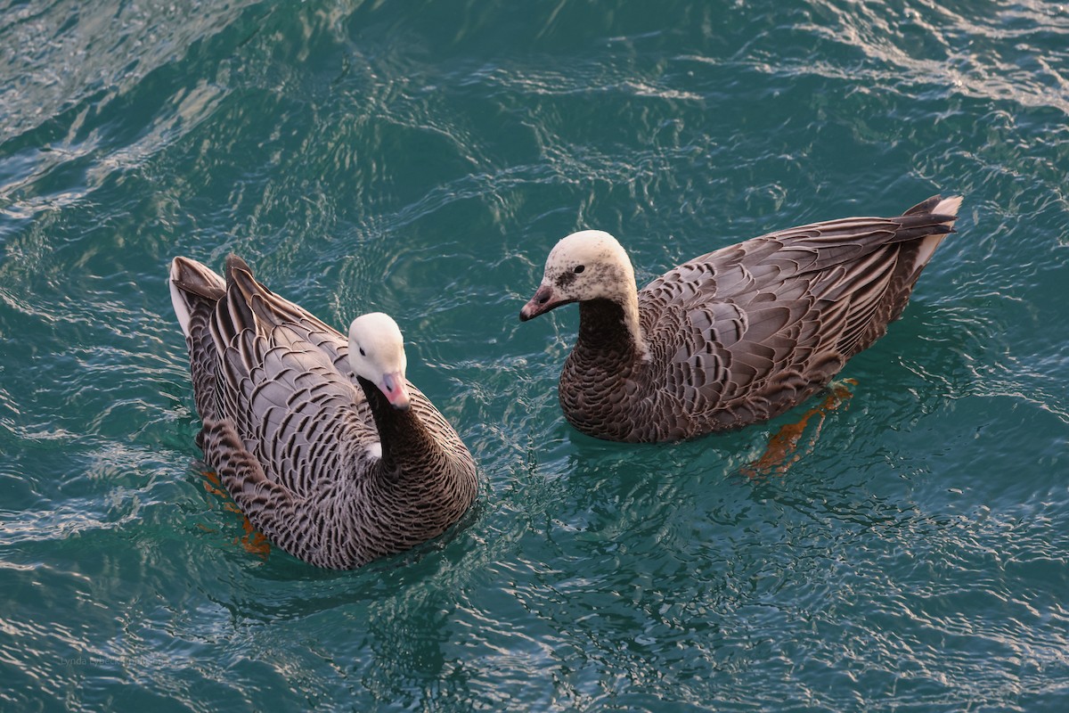 Emperor Goose - ML646950083