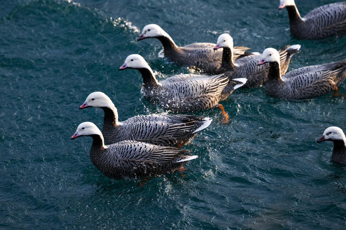 Emperor Goose - ML646950084