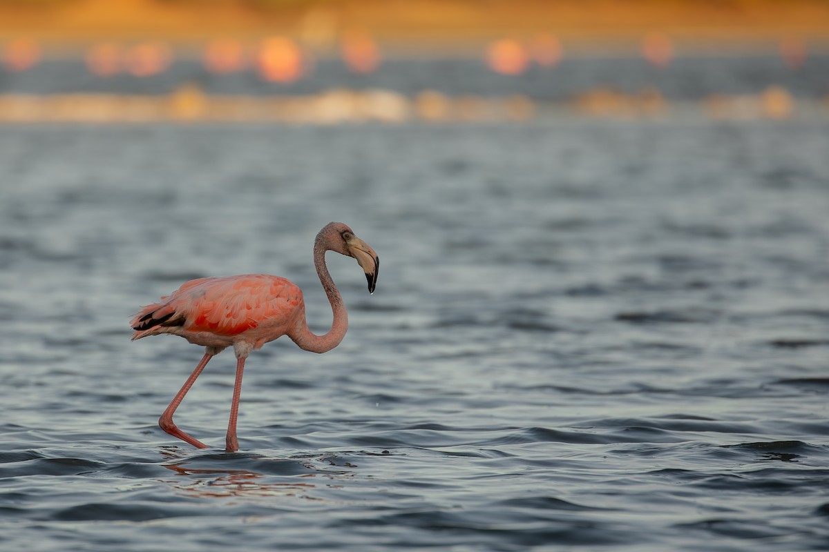 American Flamingo - ML646950085