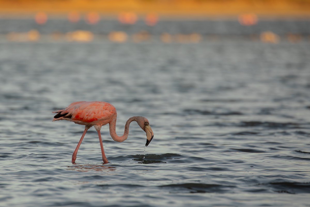 American Flamingo - ML646950086