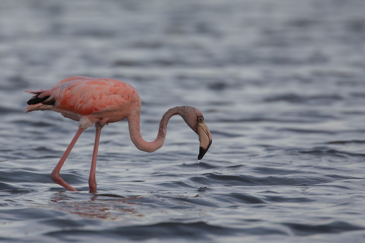 American Flamingo - ML646950087