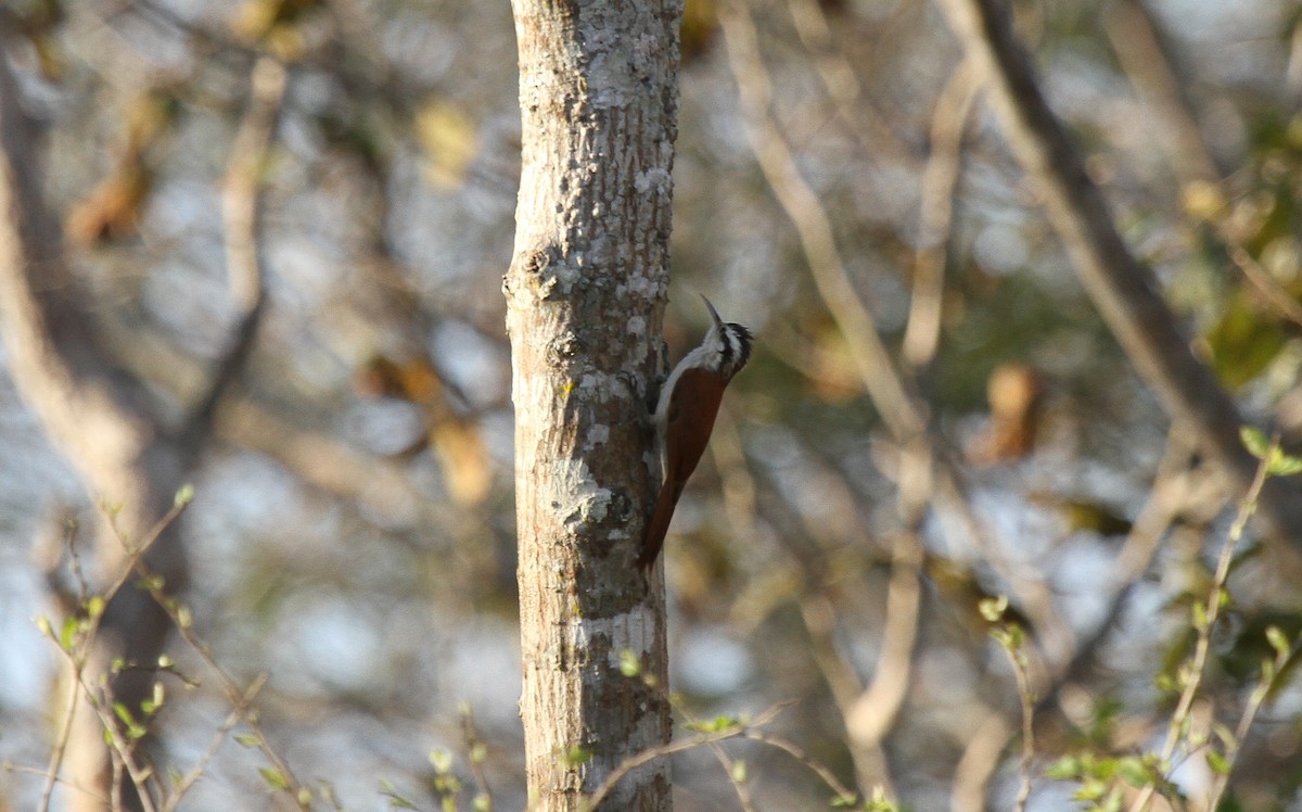 Narrow-billed Woodcreeper - ML646950088