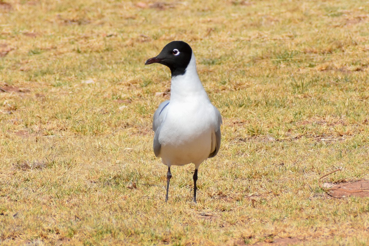 And Martısı - ML646950089