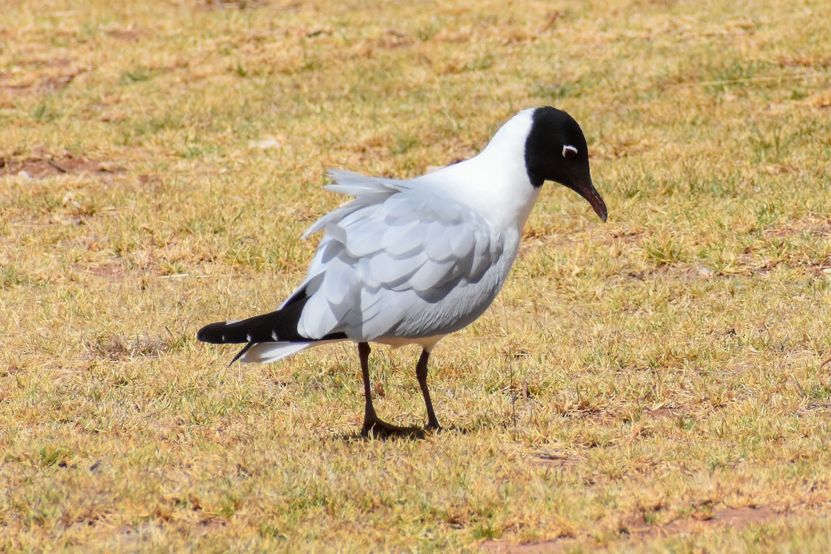 And Martısı - ML646950090