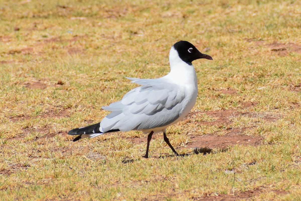 And Martısı - ML646950091