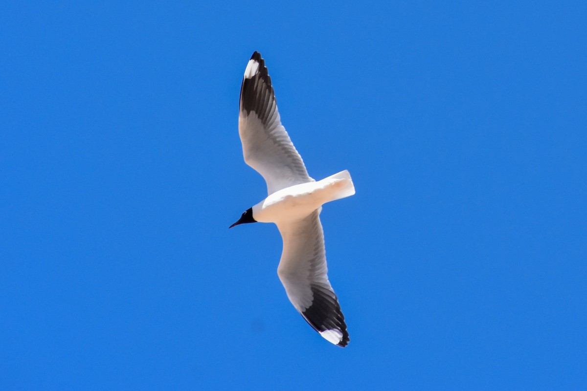 And Martısı - ML646950092