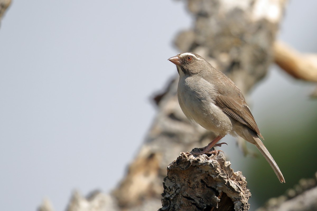Brown-rumped Seedeater - ML646950093