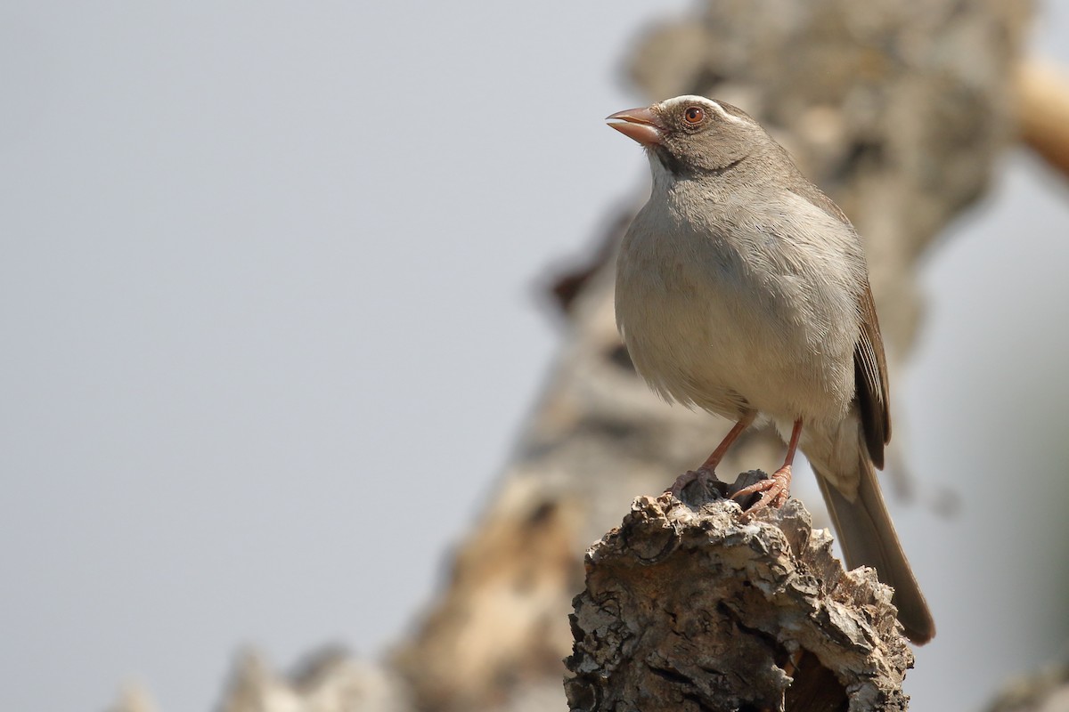 Brown-rumped Seedeater - ML646950094