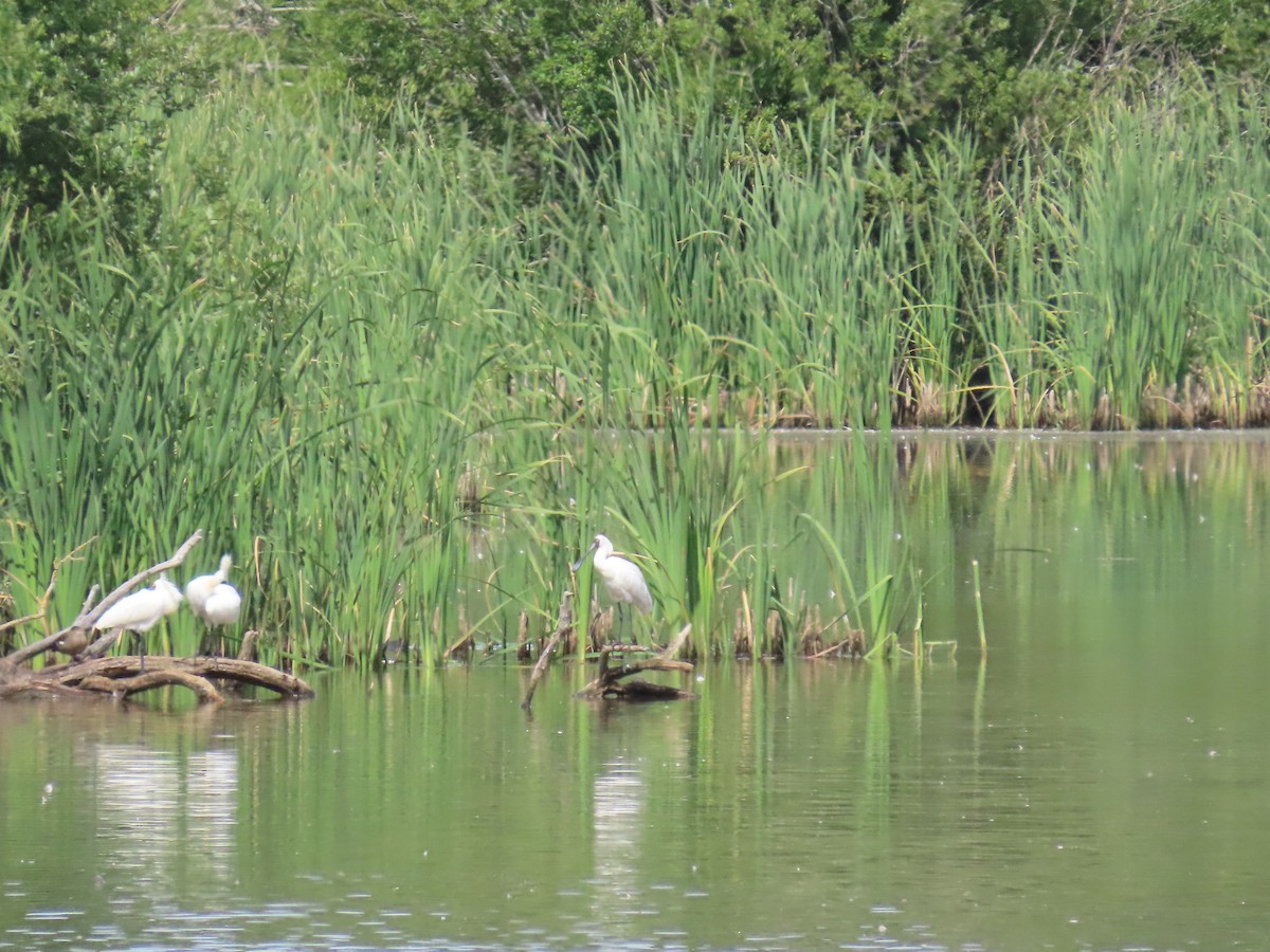 kolpík královský - ML646950097