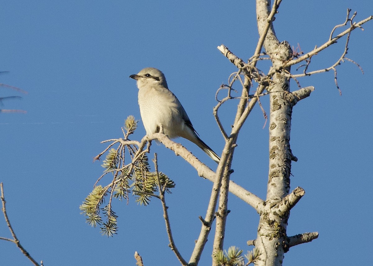 borealvarsler - ML646950102