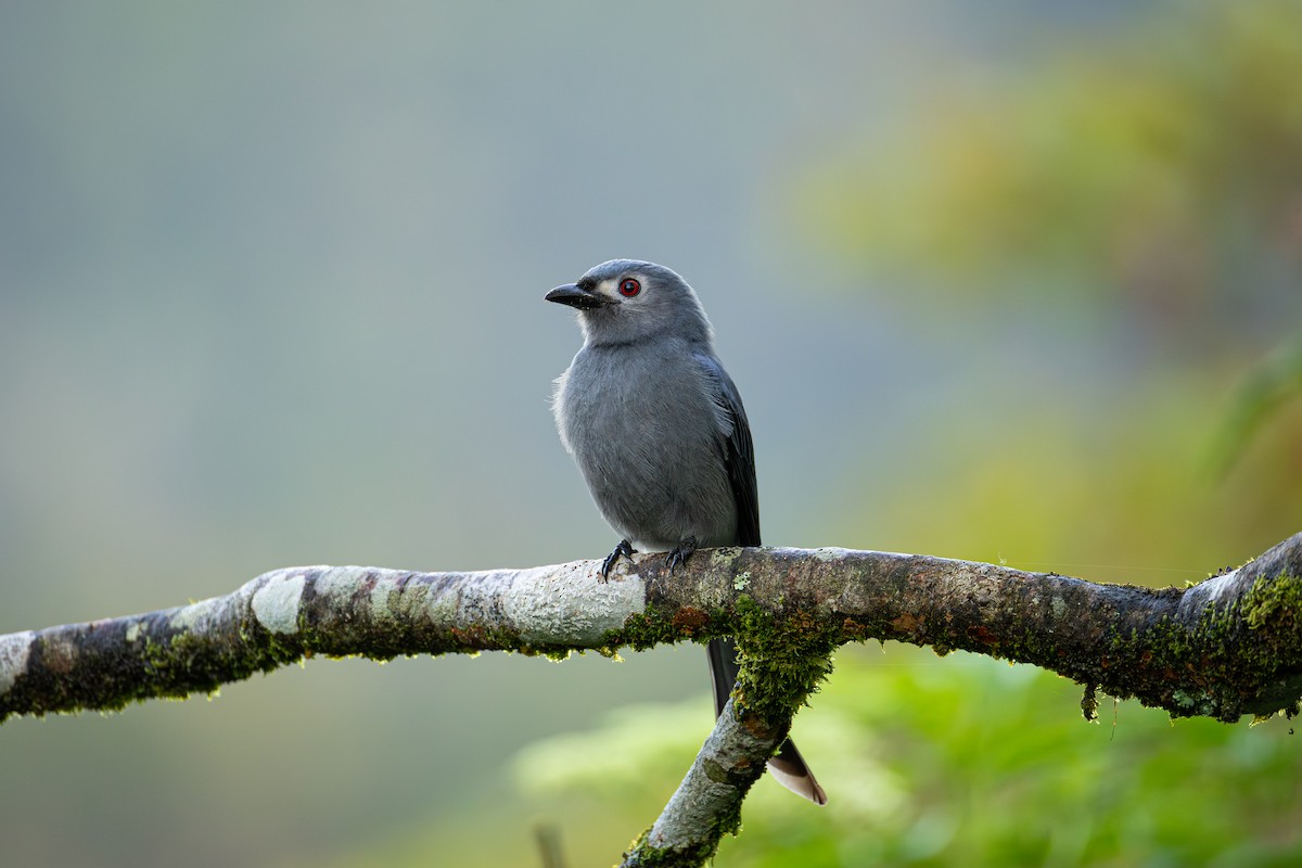 דרונגו עשנוני - ML646950106